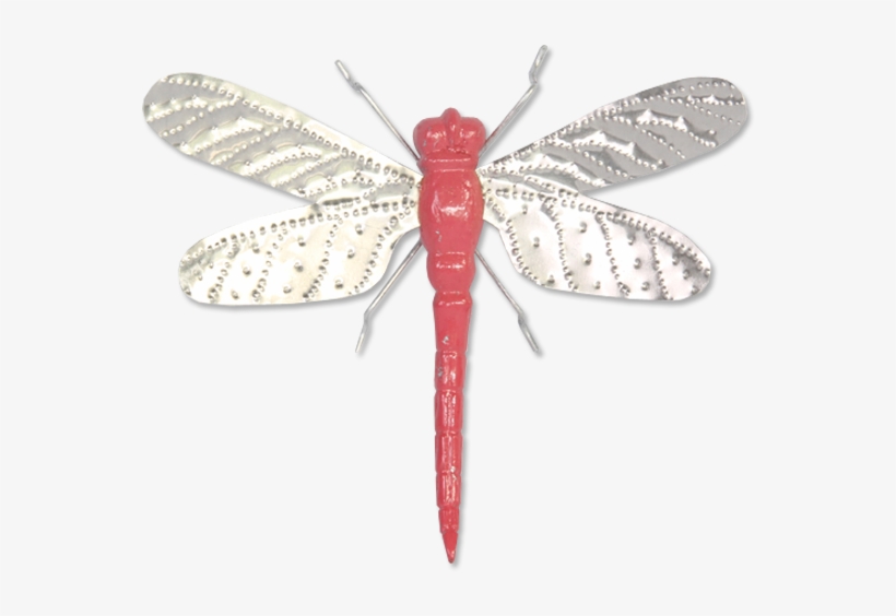600 X 600 8 - Dragonfly, transparent png