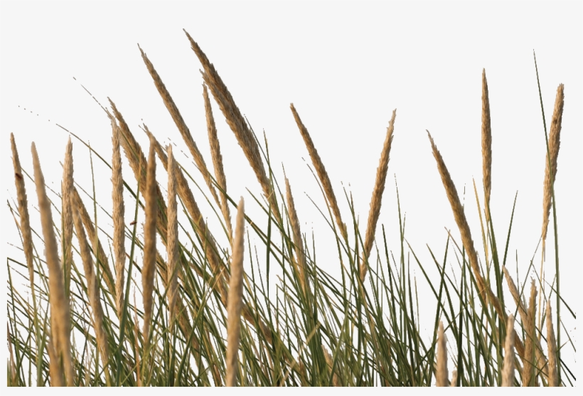 Phragmites, transparent png