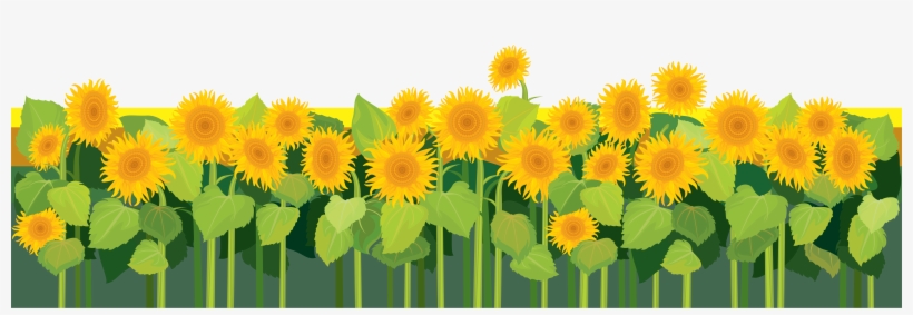Sunflowers - Clip Art, transparent png