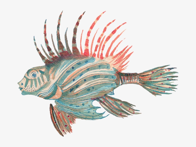 Pterois - Lionfish, transparent png