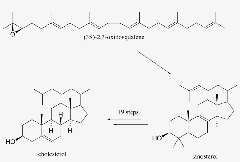 Image184 - Cholesterol Reaction With Sulfuric Acid, transparent png
