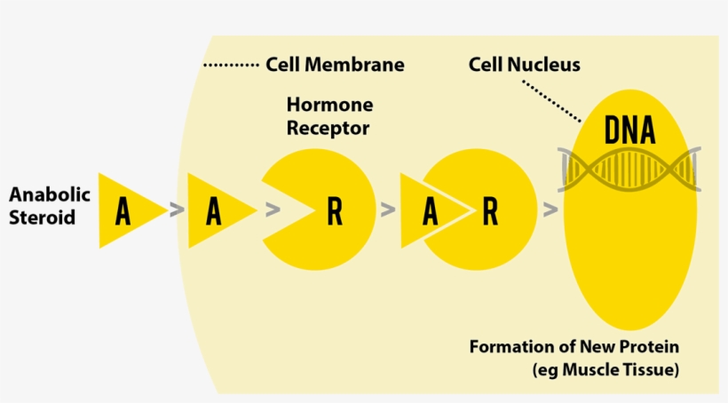 Peptide Hormones, transparent png
