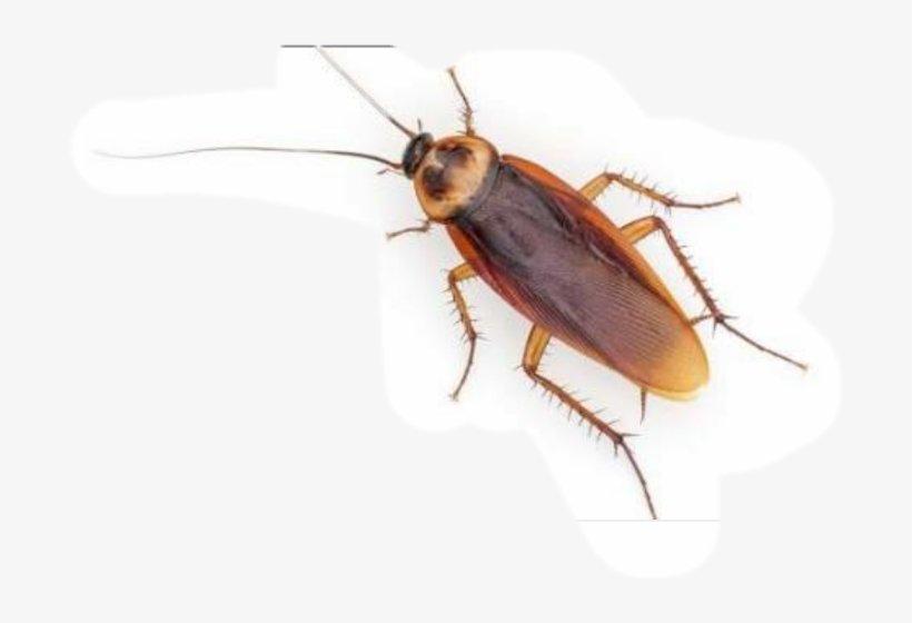 Cucaracha, transparent png