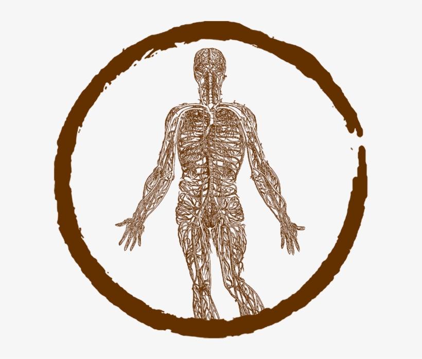 Nervous System Rebalance For Chronic Stress Santa Cruz, transparent png