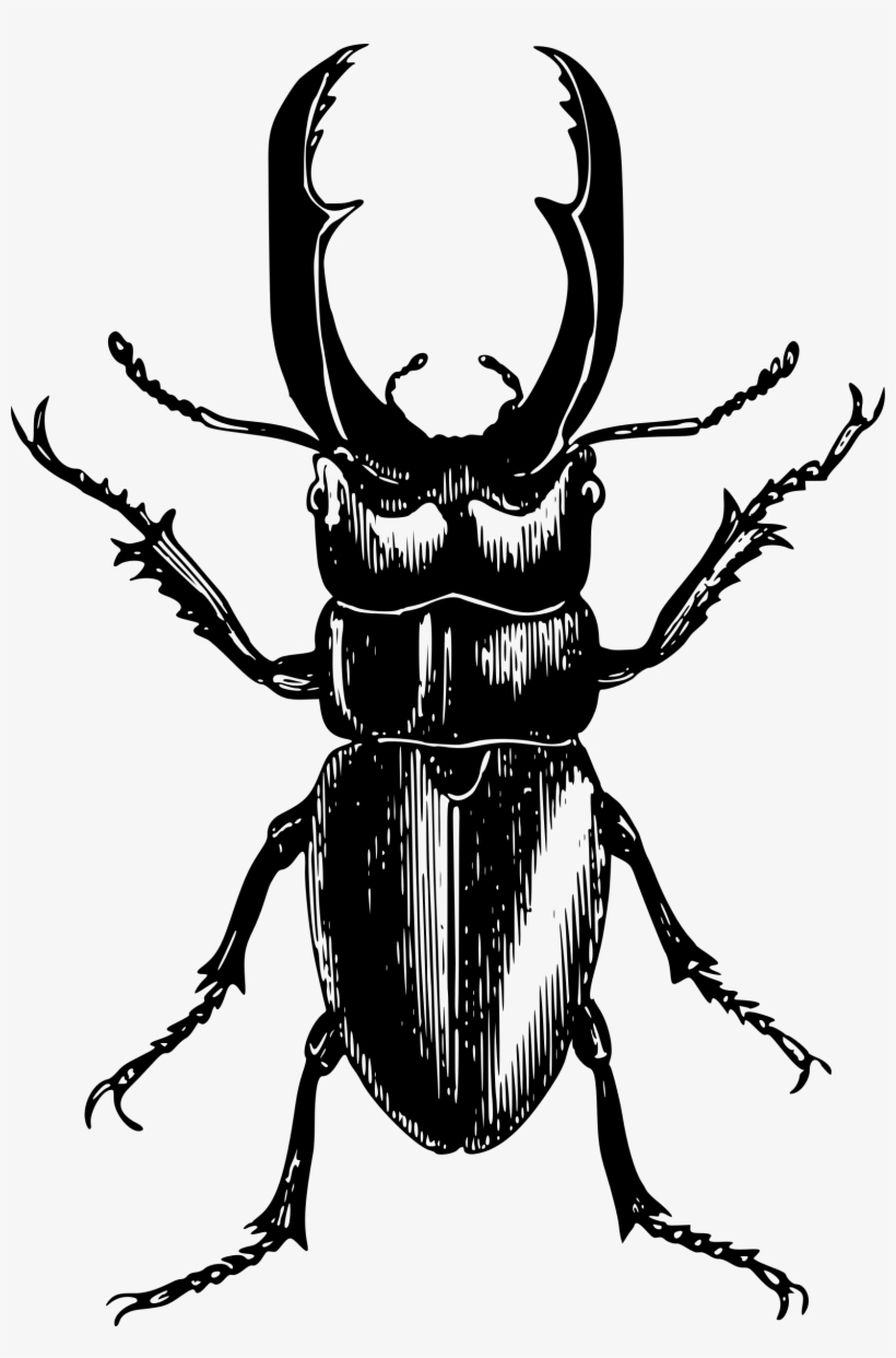 Stag Beetle Mosquito Rhinoceros Beetles Japanese Rhinoceros - Stag Beetle Black And White Sketch, transparent png