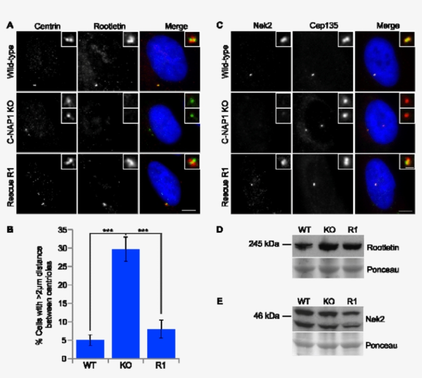 Circle, transparent png