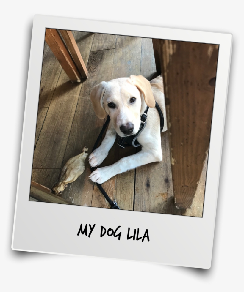 Thanks Mr T And Team For The Interview - Labrador Retriever, transparent png