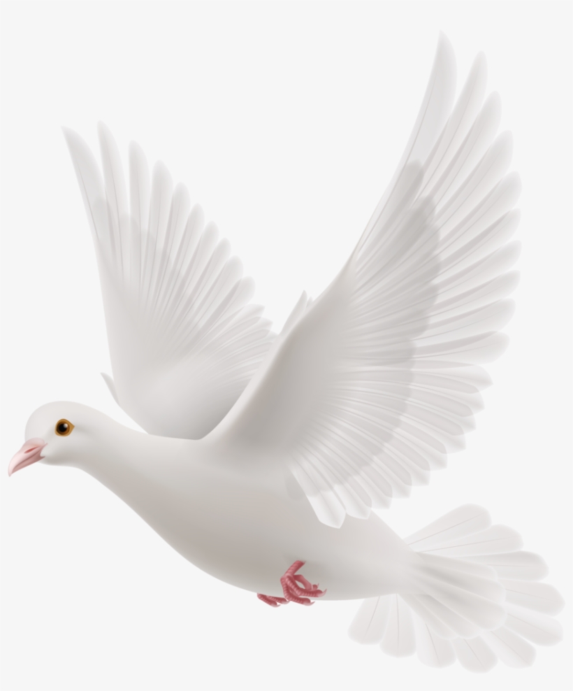 White Dove Png Clipart 70 Bird - Pigeon Message, transparent png