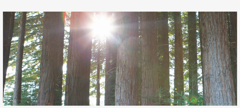 Join The Revolution - Spruce-fir Forest, transparent png