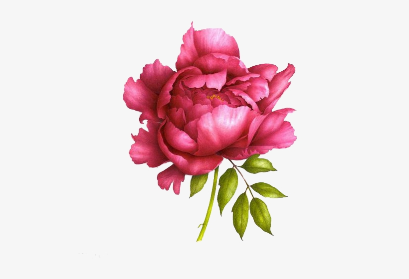 Love Peonies Like This For Tattoos - Realistic Peony Drawing, transparent png