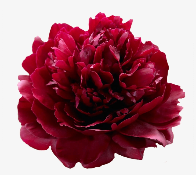 Paeonia Red Sarah Bernhardt Peonies My Peony - Red Peony Sarah, transparent png