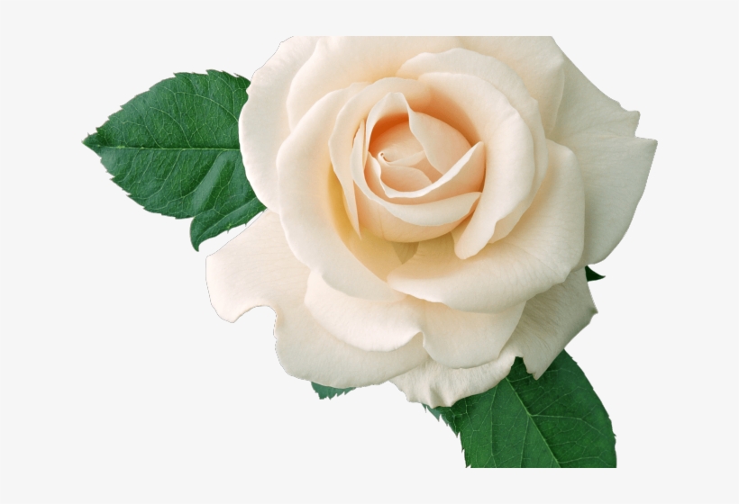 White Rose Clipart Tumblr Transparent - White Roses Transparent Background, transparent png