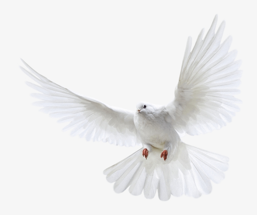 White Flying Pigeon Png Image - Transparent Background Pigeon Png, transparent png