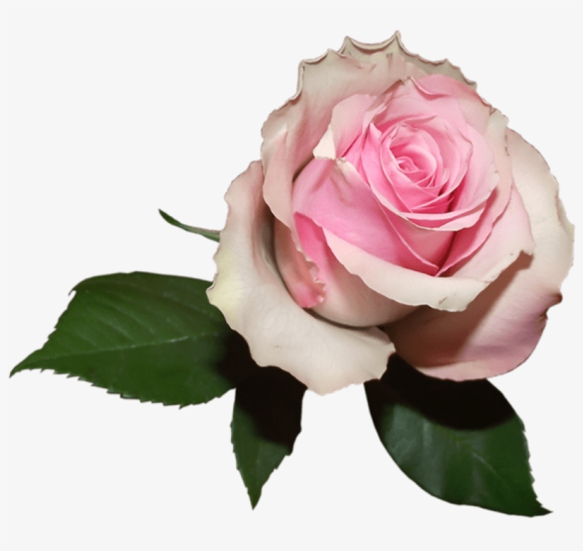 Free Png Download Soft Transparent Rose Png Images - Transparent Png Pink Rose Png, transparent png
