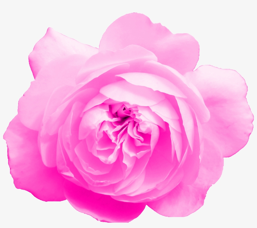 Free Download - Garden Roses, transparent png