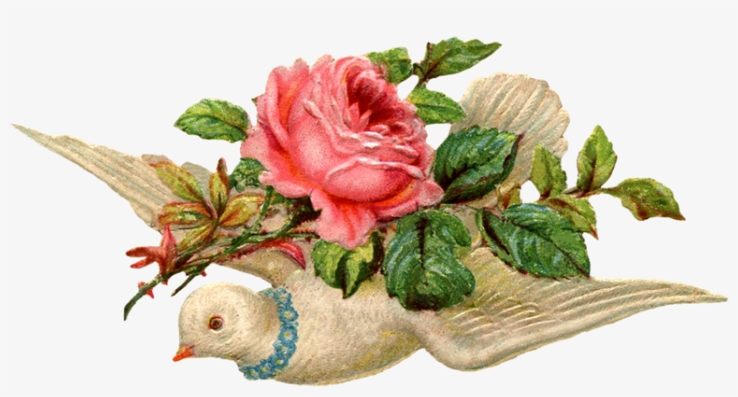 Vintage Dove Png, transparent png