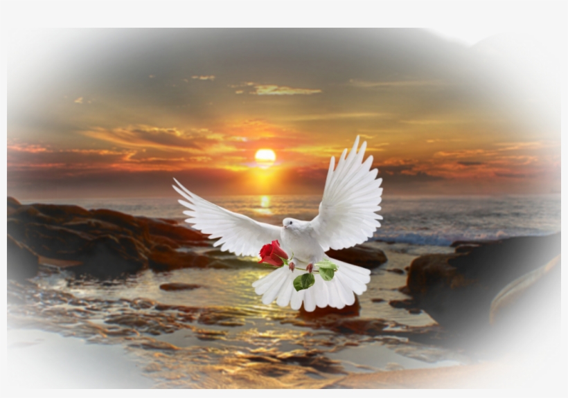 Pigeon Sticker - Imagem Digital Vs Hd, transparent png