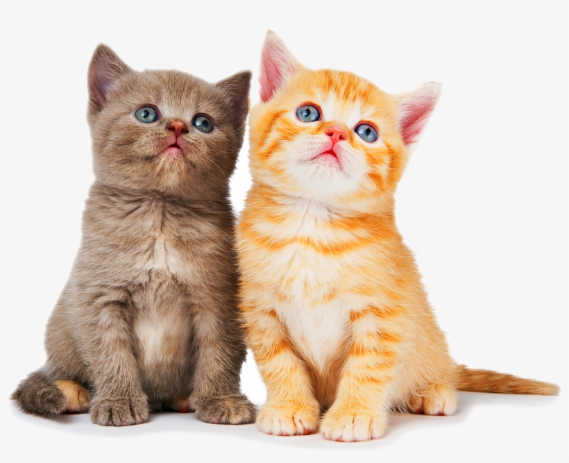 Cat With Yarn Png, transparent png