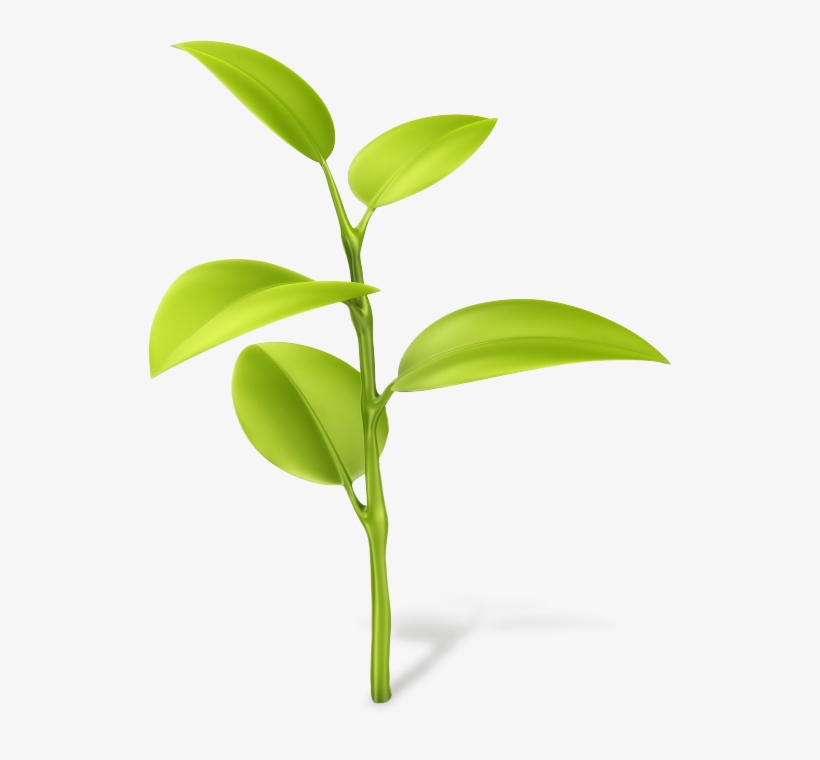 Producers Make Their Own Food Rather Than Getting Food - Dendrobium, transparent png