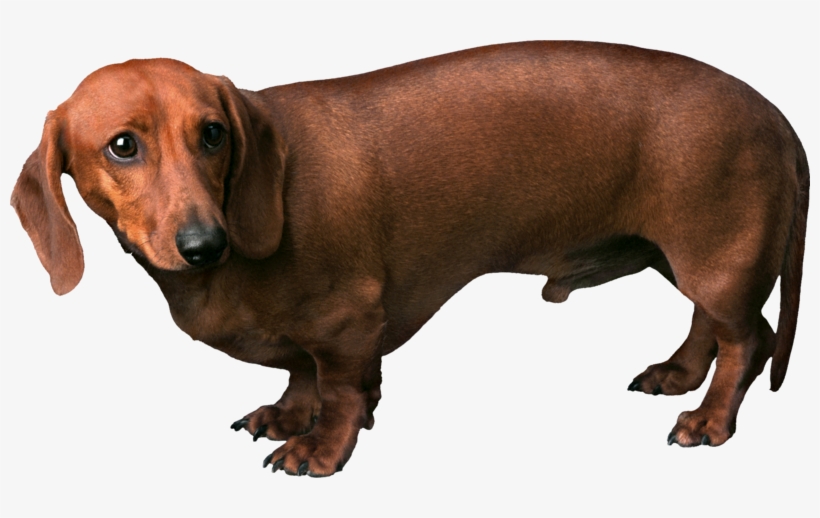 Dog Png, Download Png Image With Transparent Background, - Dash And Dash Dog, transparent png