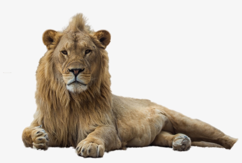 Lion Png Image - Lion, transparent png