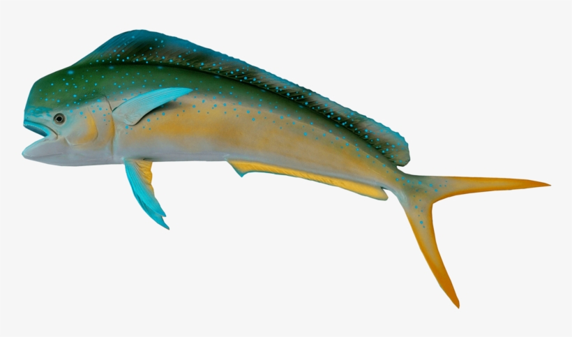 Fish, transparent png