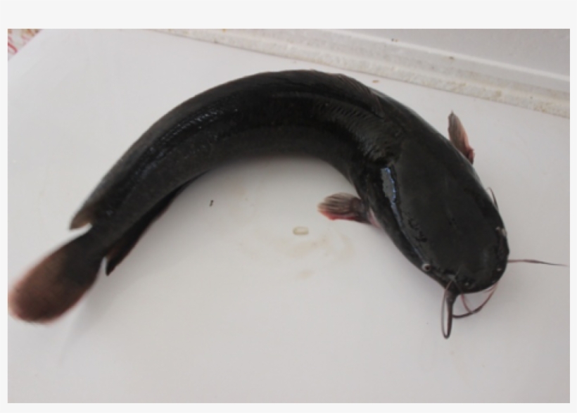 More Views - Appalachian Salamander, transparent png