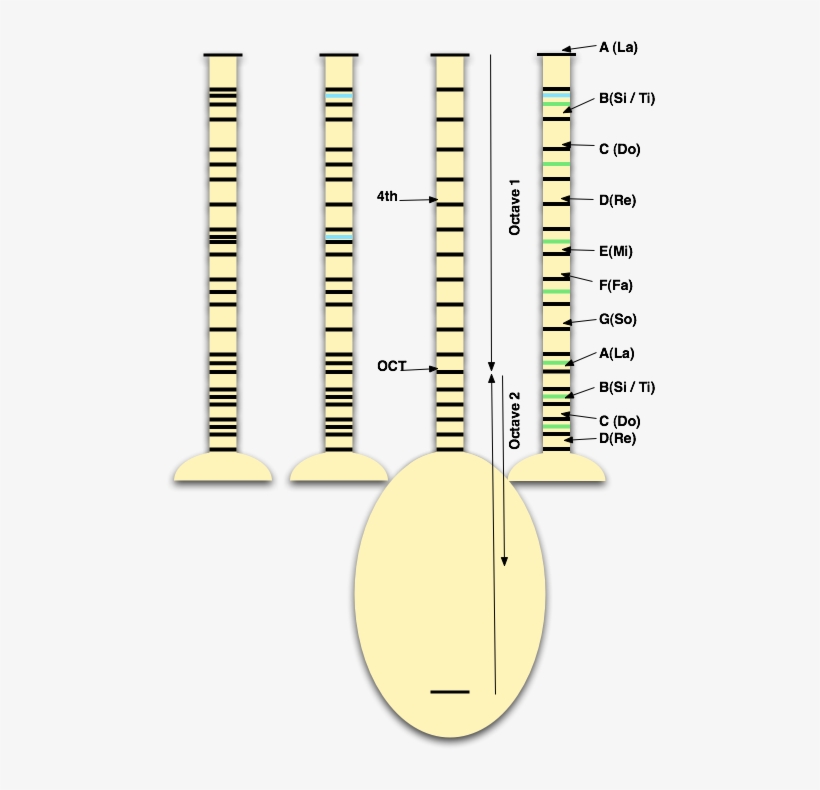 Bağlama "long Neck" Frets - Saz Baglama, transparent png