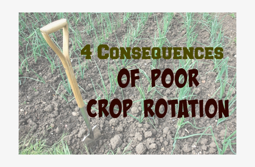 Crop Rotation Is A Vital Part Of Maintaining A Healthy - Grass, transparent png