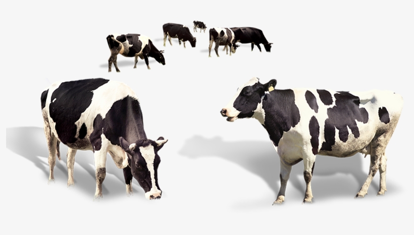 Indian Cow's Organic A2 Milk - Dairy Cow Cow Png, transparent png