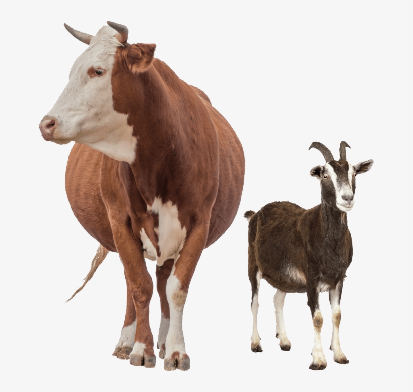 The Lives Of Millions Of People Depend On The Health - Food Chain Of Goat, transparent png