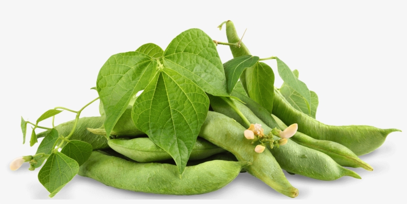 Soybean Soybean - Tetragonia, transparent png