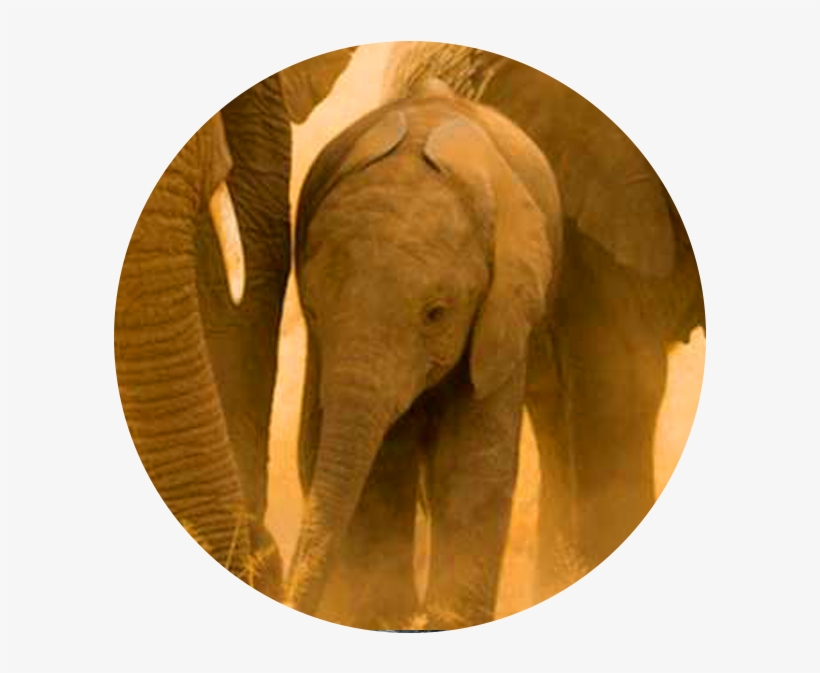 Acc Us Amboseli Conservation Project - Indian Elephant, transparent png