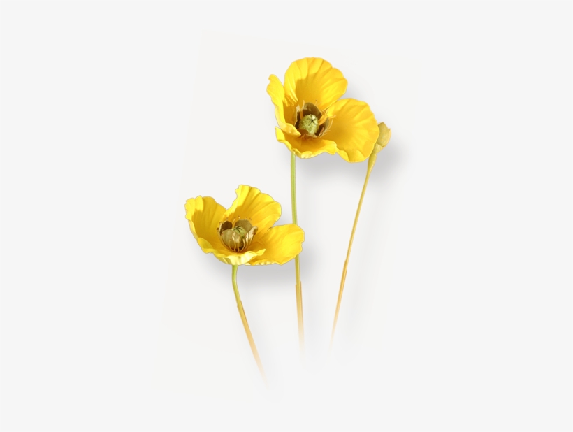 Flowers - Lily Family, transparent png