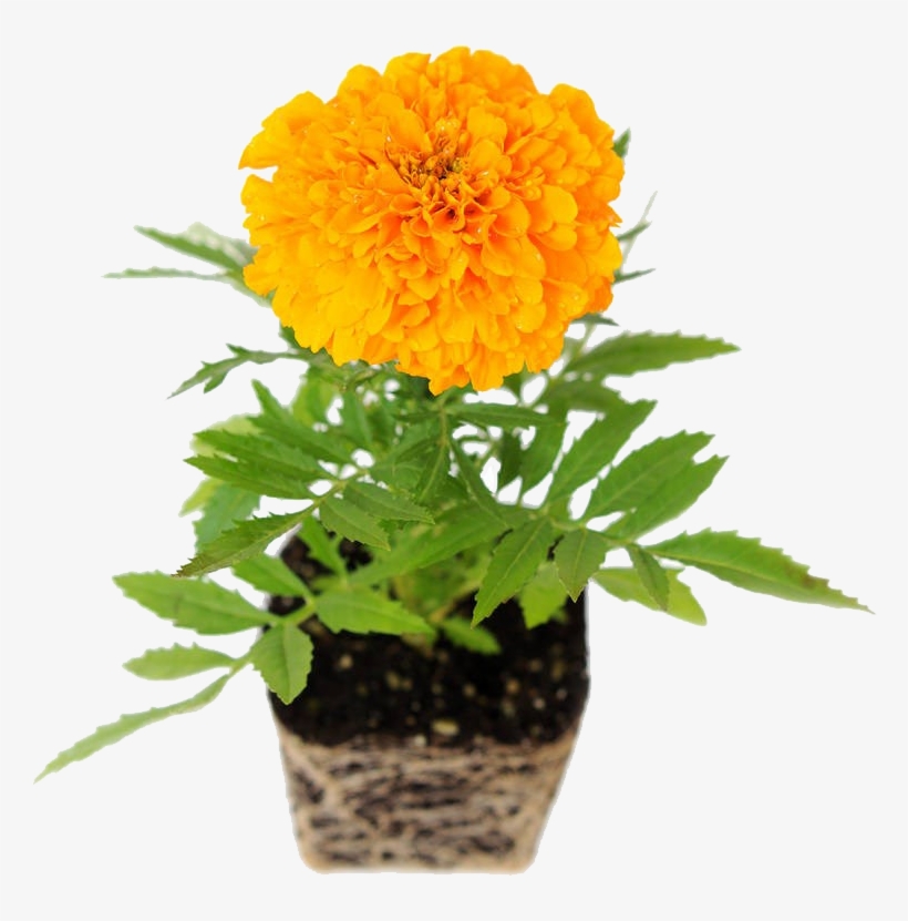 盆栽万寿菊免抠素材 - Planta Margarita En Maceta, transparent png