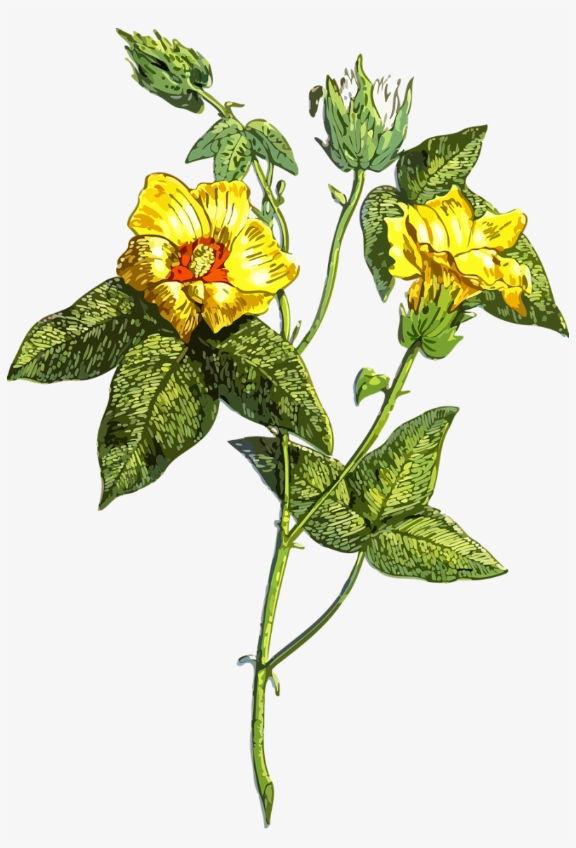 Vector - Clip Art, transparent png