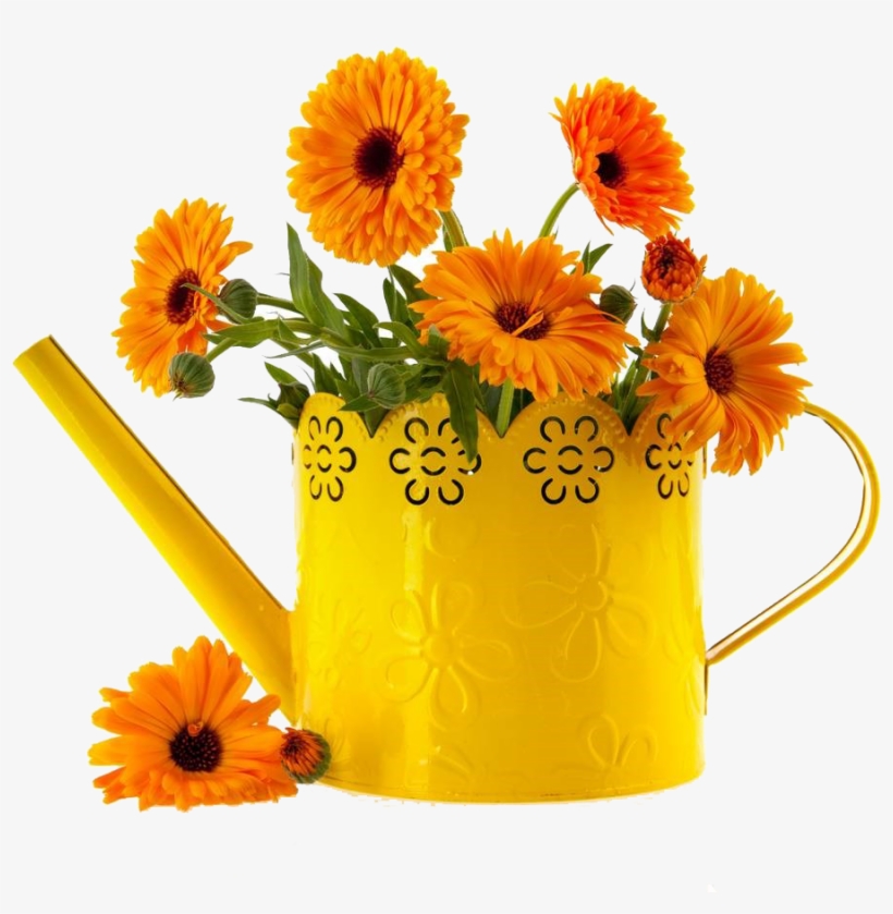 万寿菊图片 - English Marigold, transparent png