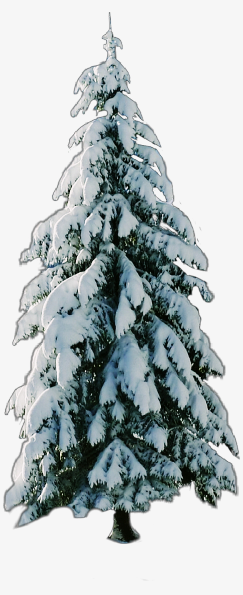 Report Abuse - Christmas Tree, transparent png