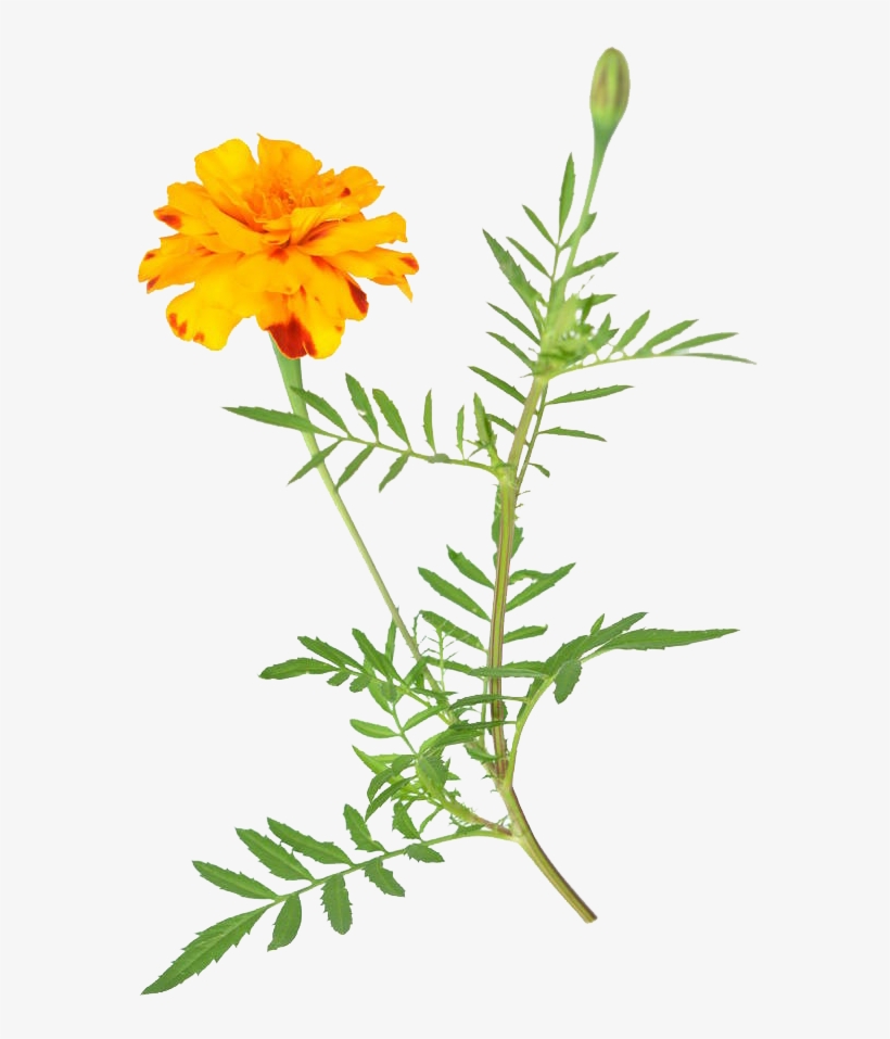 非洲万寿菊免费下载 - Marigold, transparent png