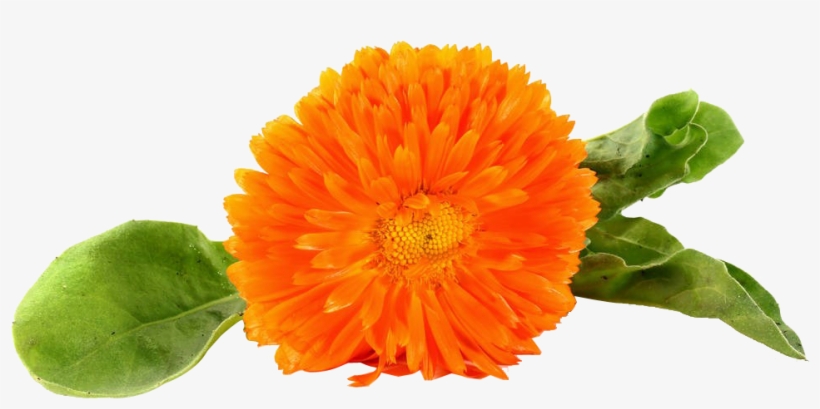 橙色万寿菊图片 - Chrysanthemum, transparent png