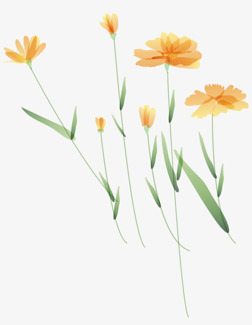 卡通野菊花 - English Marigold, transparent png
