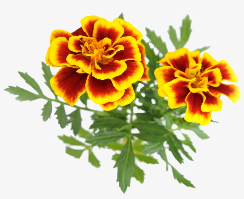 橘红色万寿菊免抠素材 - Vintage Sunflower Clip Art, transparent png