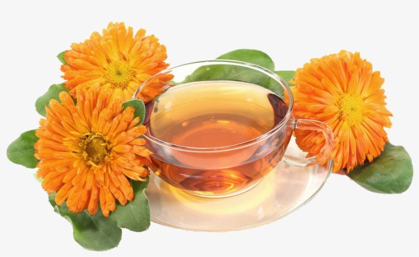万寿菊和茶免抠素材 - Pot Marigold, transparent png