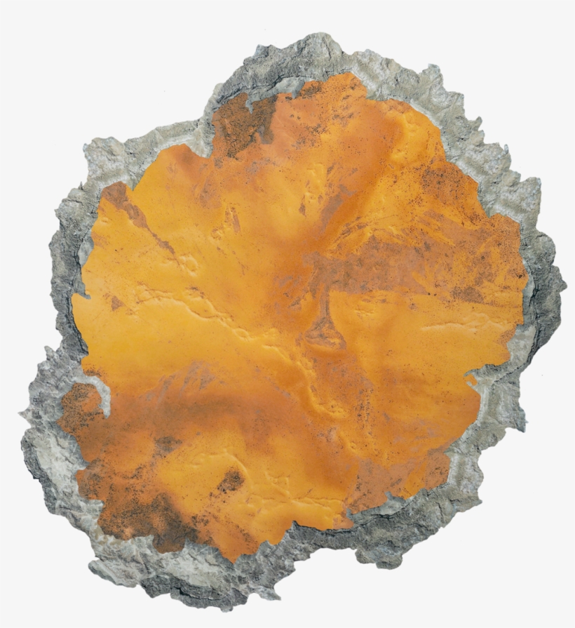 Fungus, transparent png