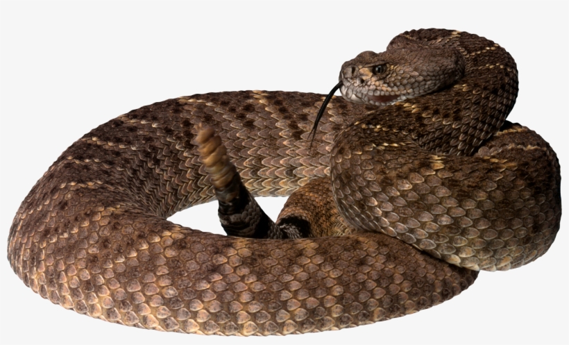 Brown Tree Snake Png, transparent png