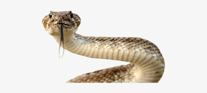 Png Snake Download - Sassy Snakes With Arms, transparent png