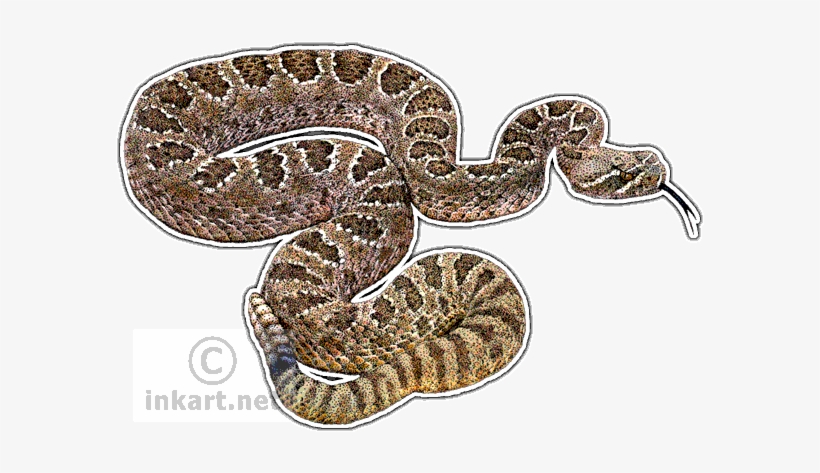 Wildlife Art - Prairie Rattlesnake Drawing, transparent png