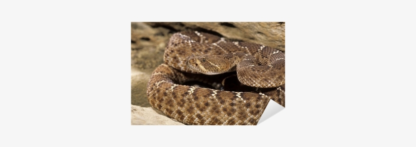 Snake-red Diamond Rattlesnake Sticker • Pixers® • We - Rattlesnakes, transparent png