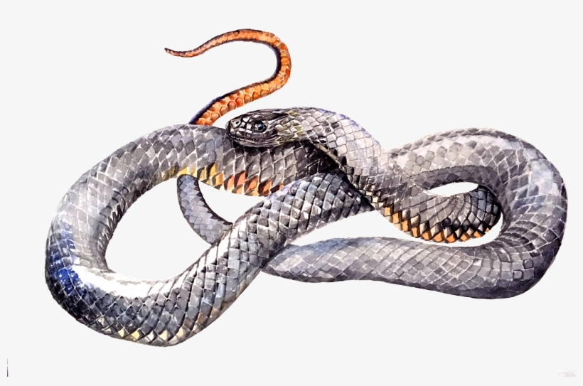 Serpent, transparent png