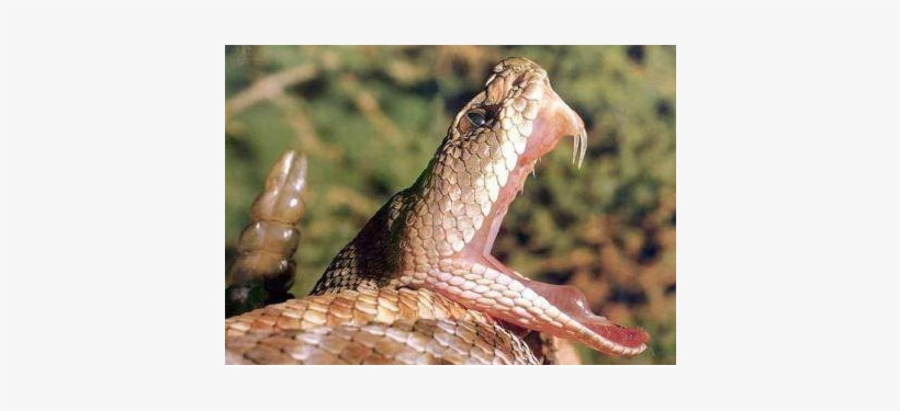 34072 - Snakes, transparent png